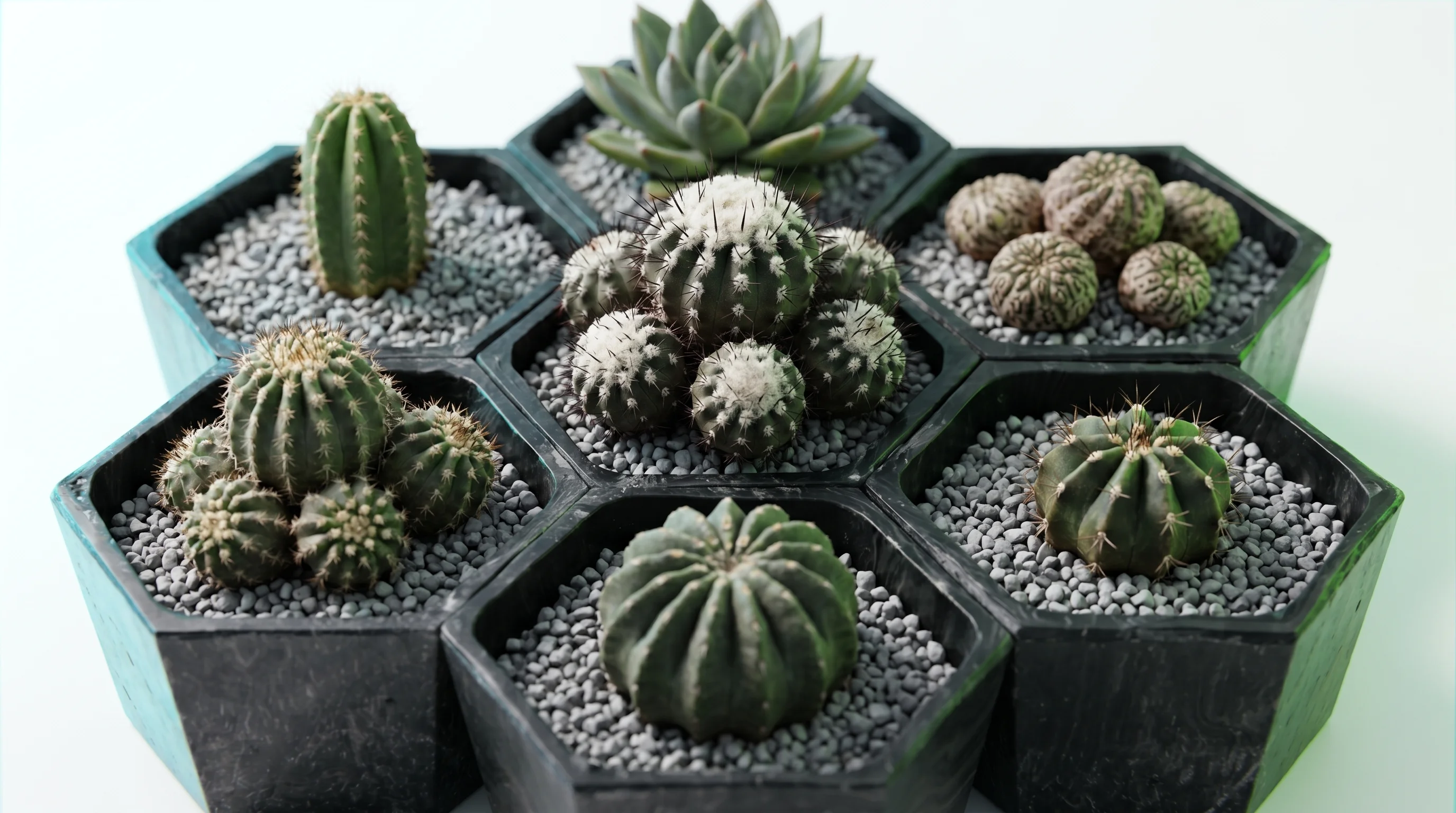 Macetero Hexagonal (Editorial Botánico)